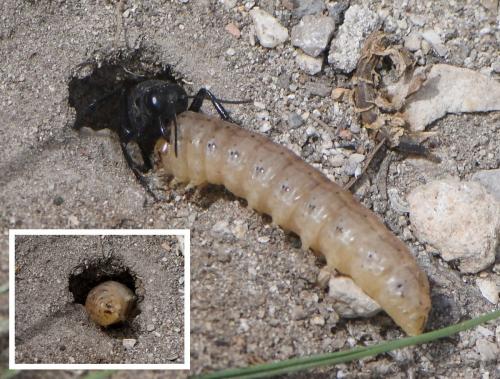 Podalonia hirsuta